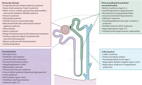 Renal Disease According To Each Part Of The Glomerulus - USMLE ...