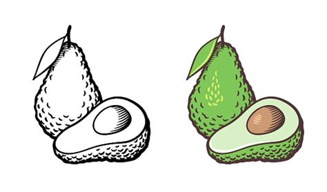 Avocado Vector Drawing Outline And Colored Version Stock Illustration ...