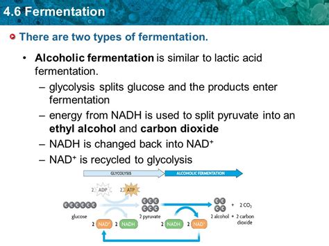 Describe the Two Types of Fermentation - VicentekruwStuart