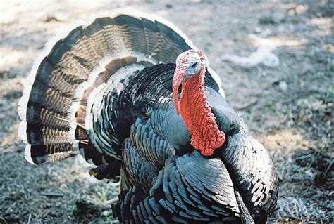 Youth turkey hunt sees harvest increase | Northwest Arkansas Democrat-Gazette