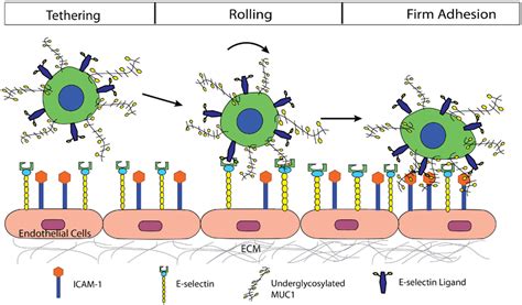 E-selectin; Antigens, CD62E; CD62E Antigens; E Selectin; Endothelial ...