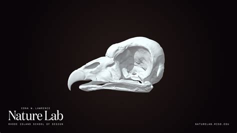 King Vulture Skull - Download Free 3D model by RISD Nature Lab ...