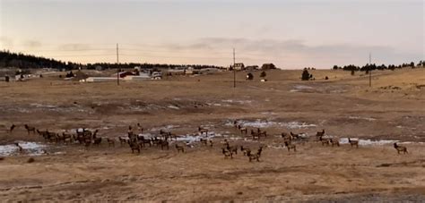 Elk Herd | Divide Colorado | Mike and Rick Outdoors