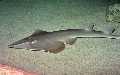 Guitarfish is photo and wallpaper. Cute Guitarfish is pictures