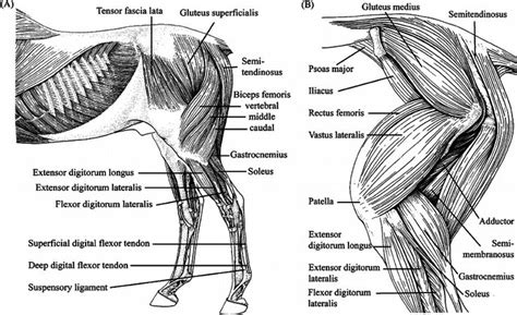 Image result for dog hind leg muscle anatomy | Horse massage, Horse anatomy, Equine massage