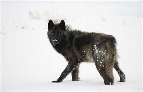 The Amazing Wildlife at Yellowstone Park