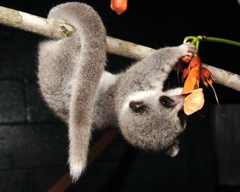 Fat-tailed Dwarf Lemur | Duke Lemur Center