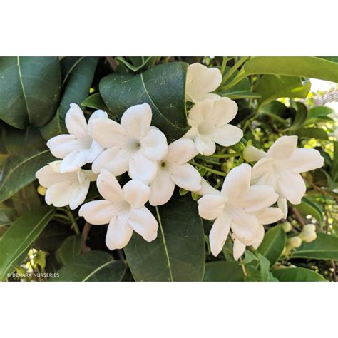 Stephanotis floribunda