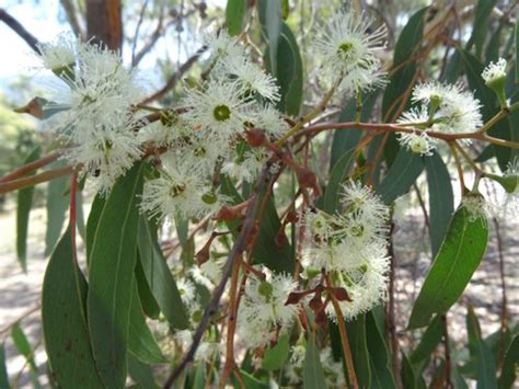 Dark Stringybark Honey 1kg