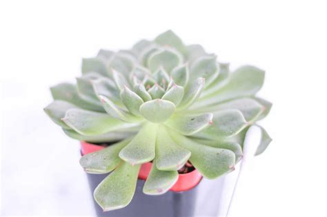 How to Easily Get Rid of Mealybugs on Succulents - Natalie Linda