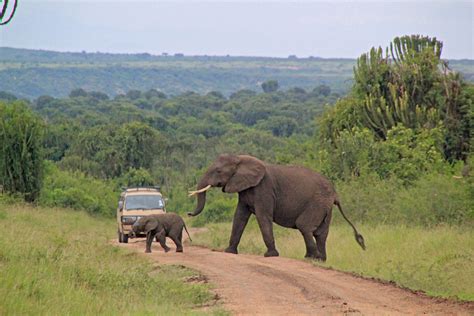 Queen Elizabeth National Park - Travel Abroad