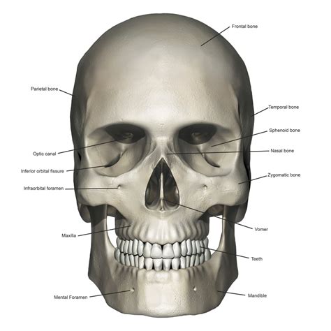Anterior view of human skull anatomy with annotations Poster Print by Photon ...