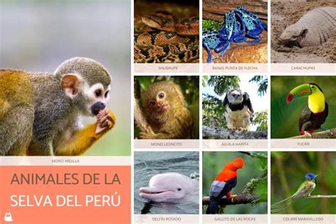 +70 animales de la selva - Tropical, peruana, amazónica y misionera con ...