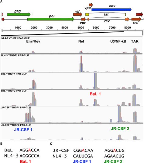 viral gene expression | Semantic Scholar