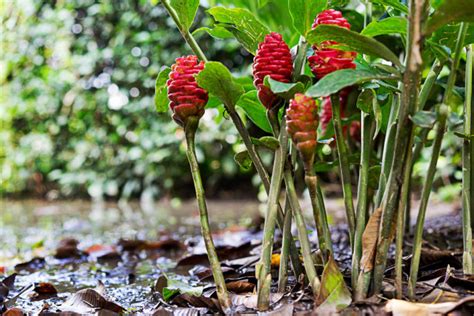 How To Plant And Care For Ginger - Best Landscape Ideas