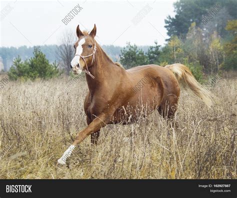 Red Horse White Blaze Image & Photo (Free Trial) | Bigstock