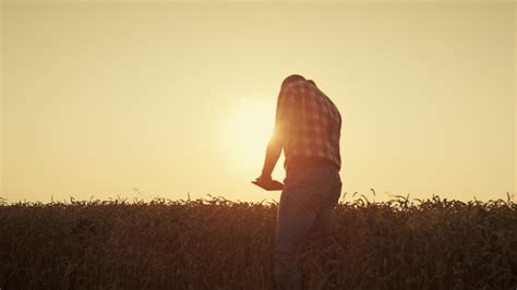 Premium Photo | Farmer silhouette use tablet at golden sunset agronomist checking wheat quality