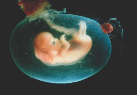 What is amniotic fluid? | How It Works Magazine