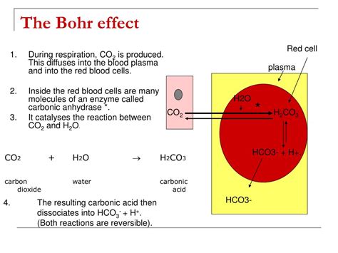 PPT - The Bohr effect PowerPoint Presentation, free download - ID:636580