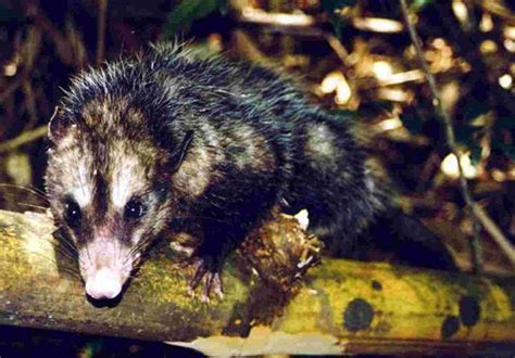 Argentina nativa: Comadreja orejas negras (Didelphis aurita)