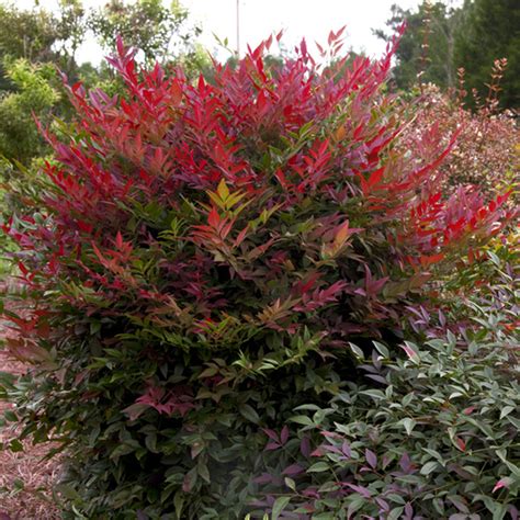 Nandina - Obsession - Ruibals