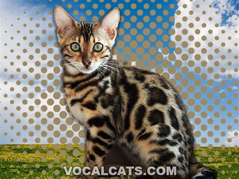 Bengal Tabby Mix: Complete Guide - Vocal Cats