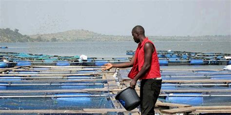 Skretting sees opening to lead aquaculture development in Nigeria ...