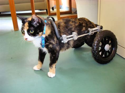 10 DIY Cat Wheelchair Ideas For Disabled Cats