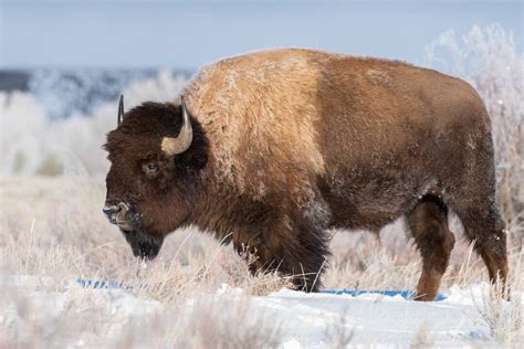 Buffalo, Bison, American Buffalo, Wildlife, Wildlife Photo, Wildlife ...