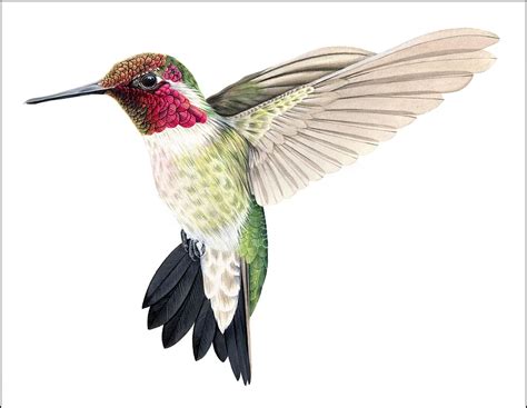 Hummingbird painting image by Maureen Ziegler on painting ideas | Hummingbird art drawing ...