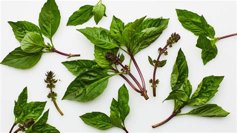 What is Thai Basil, the Spicy, Anise-y Herb That's a Vital Addition to ...