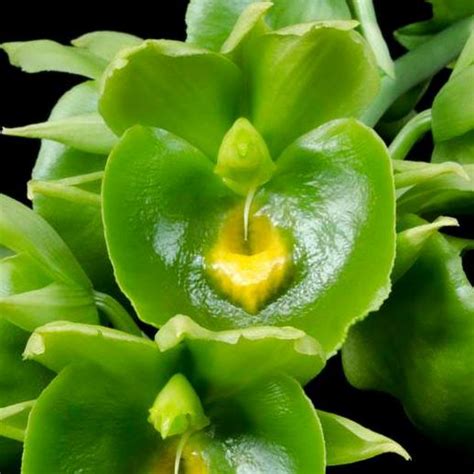 Catasetum Expansum 'Green' - 20 Seed Pack | Online Seed Store