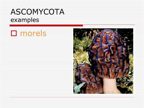 Ascomycota Examples