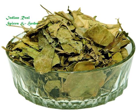 Gymnema Sylvestre Gudmar Leaves 100% REAL AYURVEDIC Pure & | Etsy