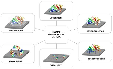 Processes | Free Full-Text | Use of Potential Immobilized Enzymes for the Modification of Liquid ...