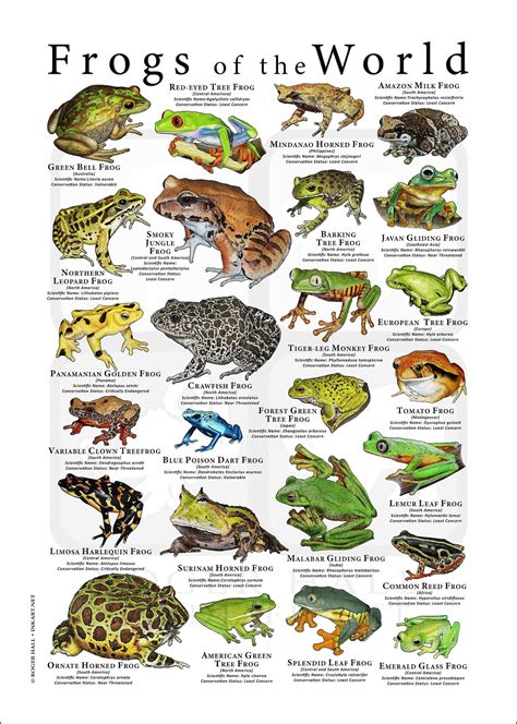 Frogs of the World Poster Print - Etsy | Amphibians, Reptiles, Frog species