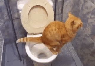 Cagata GIF - Cat Toilet Potty - Discover & Share GIFs