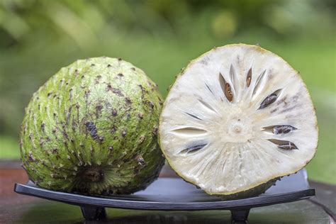 Soursop Tree • Just Fruits and Exotics