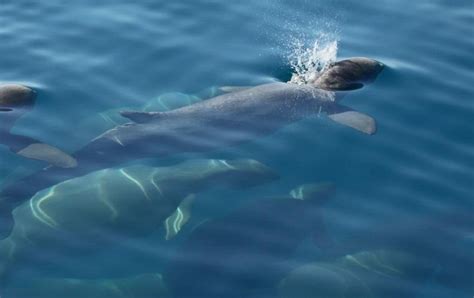 Australian Snubfin Dolphin – "OCEAN TREASURES" Memorial Library