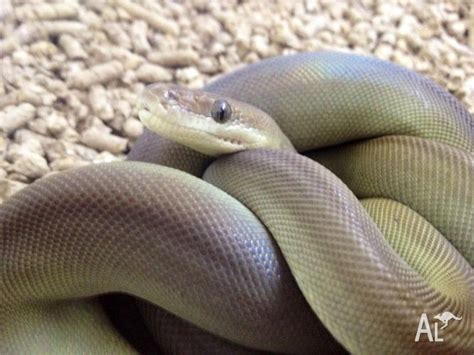 Olive Python for Sale in FOUNTAIN GATE, Victoria Classified | AustraliaListed.com