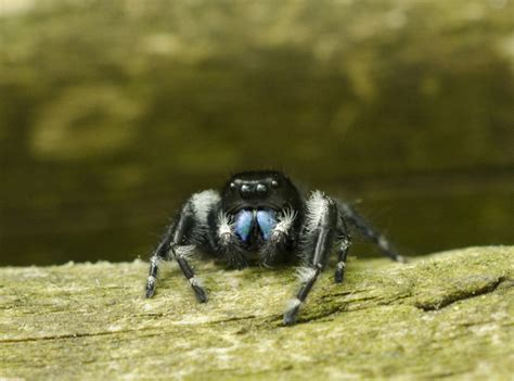 ADW: Phidippus audax: INFORMATION