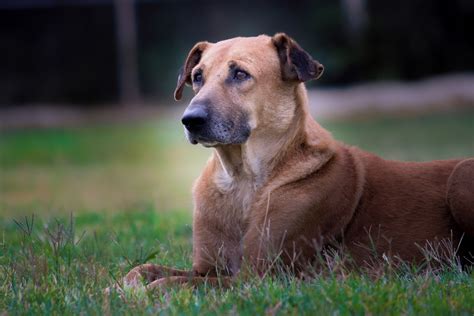 Chinook Dog Breed Hypoallergenic, Health and Life Span | PetMD