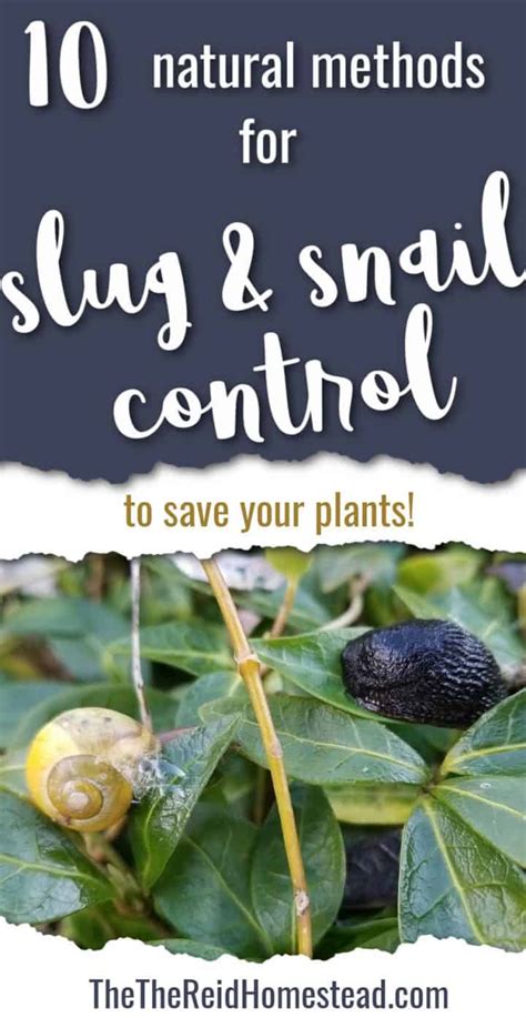 10 Natural Slug and Snail Control Methods to Save Your Plants