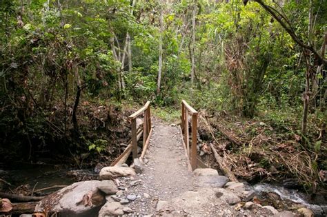 Premium Photo | Hiking through the peruvian jungle near the vilcanota ...