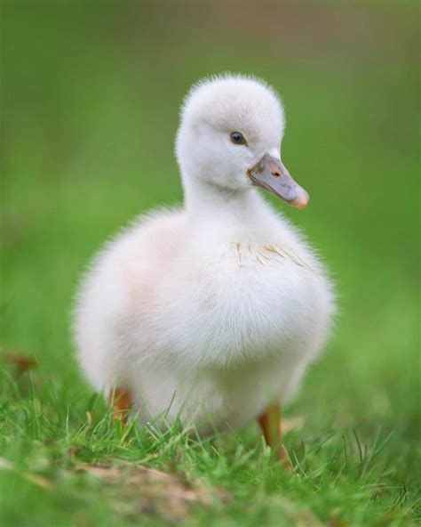 What Is a Baby Swan Called? - Facts and Pictures!