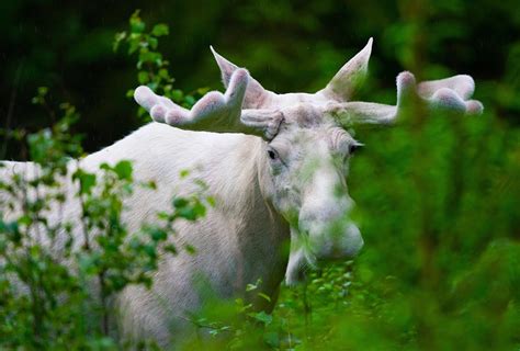 11 incredible images of Sweden’s wildlife — WildSweden - wildlife adventures in Sweden