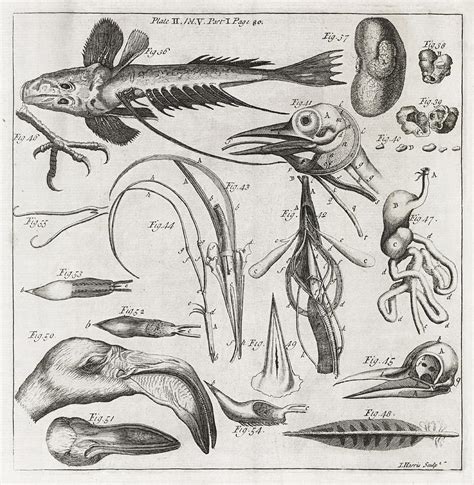 Zoological Illustrations, 18th Century Photograph by Middle Temple Library - Fine Art America