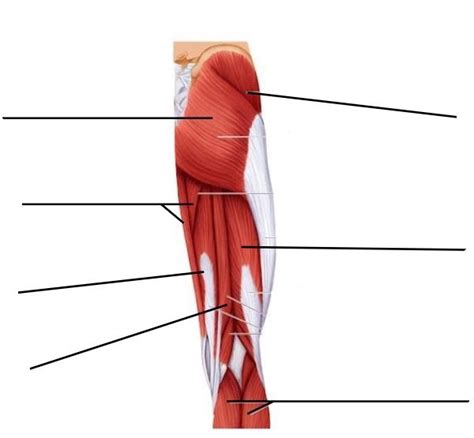 Knee Muscle Diagram | Quizlet