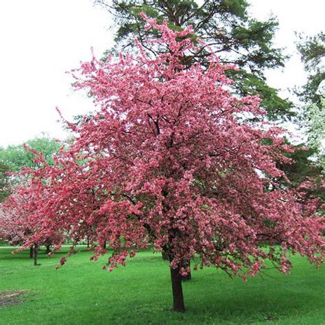 13 Stunning Crabapple Trees That Add Long-Lasting Color to Your Landscape | Crabapple tree, Crab ...