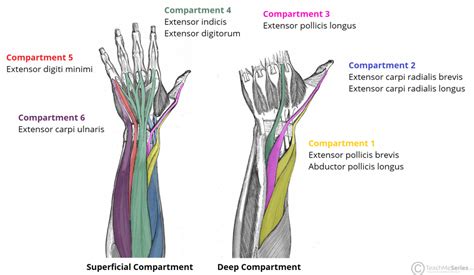 The Extensor Compartments of the Wrist - De Quervain's - TeachMeAnatomy